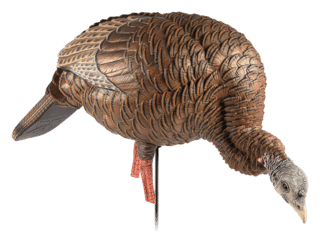 Avian X Feeding Hen pose Heavy Duty Realism turkey Decoy features a multi-color design